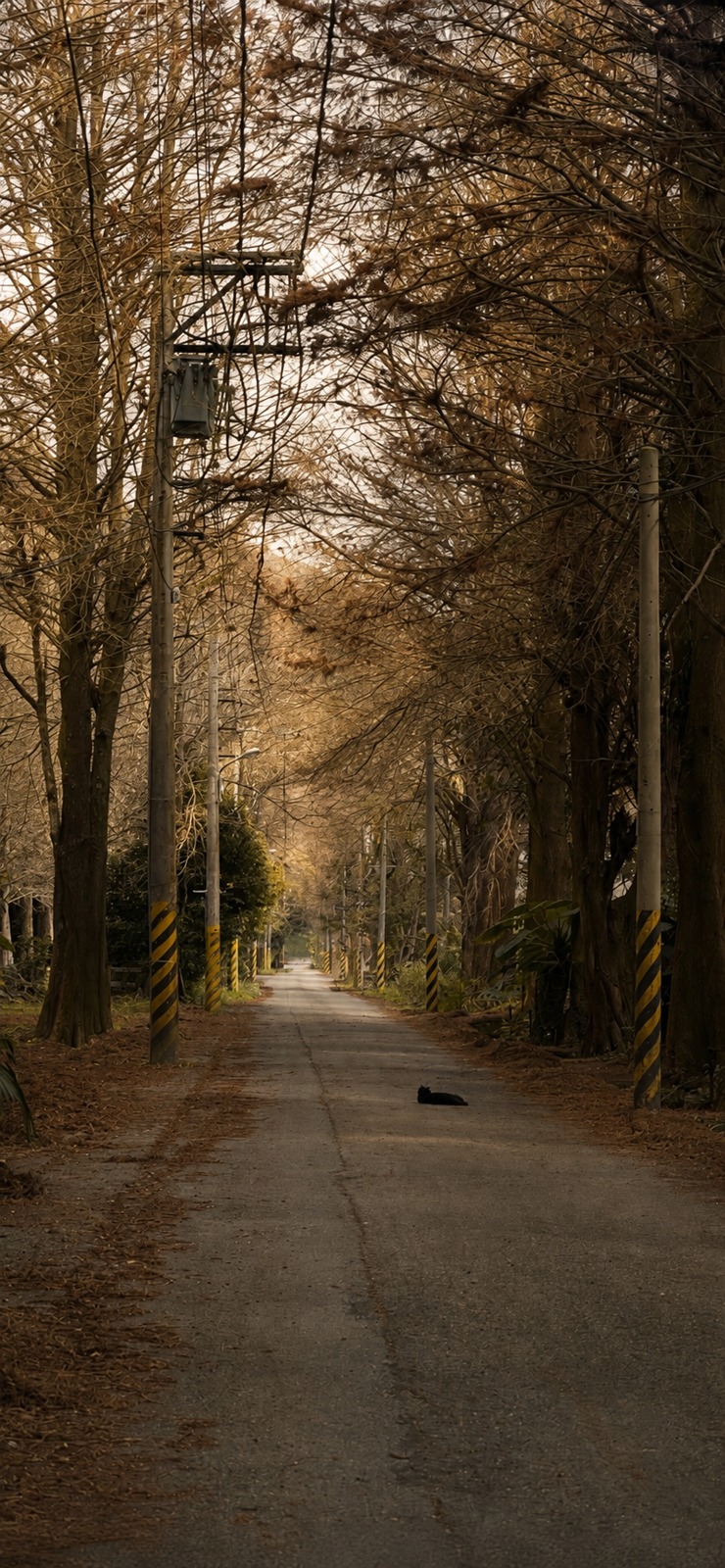 秋日林蔭道路的光線與色彩靈感圖